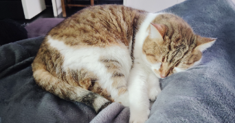 vanessa  pet sitter à MONTPELLIER 34000_4