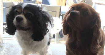françois pet sitter à DEGRE 72550_2
