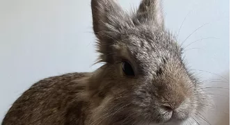 elisa pet sitter à CHAMPIGNY SUR MARNE 94500