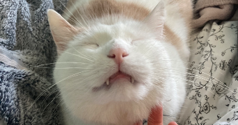 agathe pet sitter à ORLEANS 45000_1