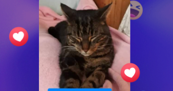 christelle pet sitter à ISQUES 62360_1