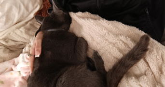 morgane pet sitter à LYON 05 69005_5