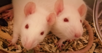 florence pet sitter à MULHOUSE 68100_7