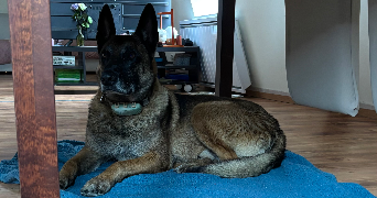 amélie pet sitter à BOURGES 18000_4