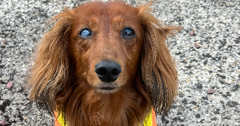 orlane pet sitter à AIX EN PROVENCE 13080_1