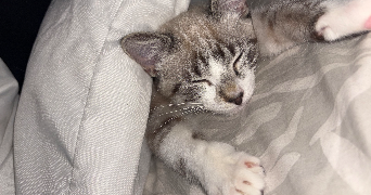 hasna pet sitter à ST FONS 69190_0