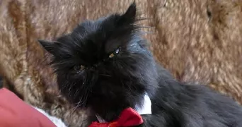 anne-elisabeth pet sitter à Ris orangis 91130
