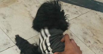 yvanna pet sitter à TOULOUSE 31500_2