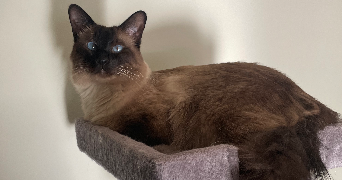romane pet sitter à RENNES 35200_5