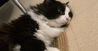 yness pet sitter à BONSECOURS 76240_4