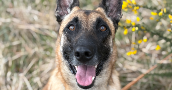 agathe pet sitter à FORGUES 31370_1