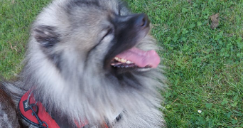 magalie pet sitter à JOUARRE 77640_3