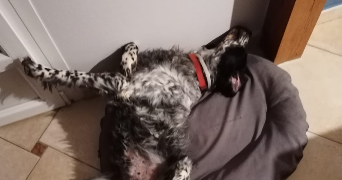 lucas pet sitter à CHAMPFLEUR 72610_1