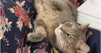 lola pet sitter à COURCELLES SUR NIED 57530_3