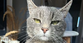 marion pet sitter à LE HAVRE 76620_1