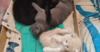 lea pet sitter à TOULON 83200_4
