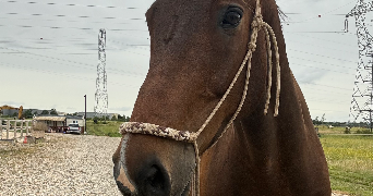 lara pet sitter à ST CYR AU MONT D OR 69450_4