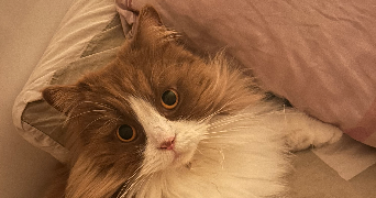 vahilina pet sitter à HEROUVILLE ST CLAIR 14200_1