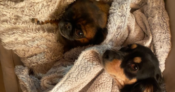 elhio pet sitter à NANTES 44000_3