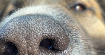 océane pet sitter à LUNEL 34400_2