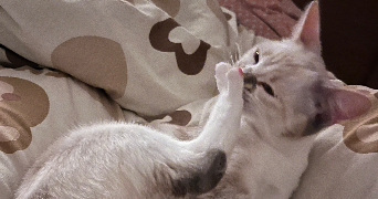 feng pet sitter à LE KREMLIN BICETRE 94270_8