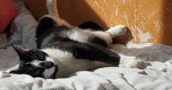 yuna pet sitter à VILLEURBANNE 69100_1