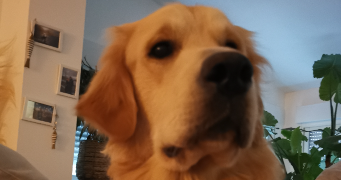 cathia dog sitter à FREJUS 83600_1