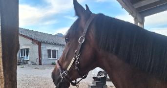 catheline pet sitter à ALBERTVILLE 73200_5