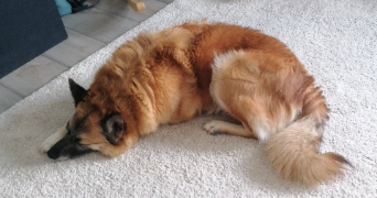 franck  pet sitter à Riorges 42153_7