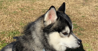 Yémisi pet sitter à AUBERVILLIERS 93300_2