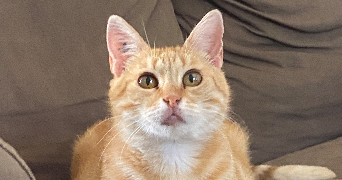 sarah pet sitter à VERON 89510_1