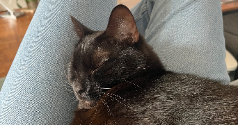 cassandra pet sitter à ROUEN 76000_2