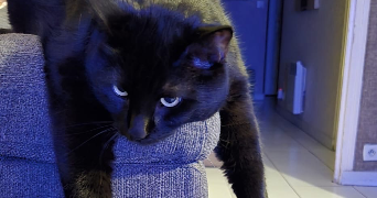 tiphaine pet sitter à ROSNY SOUS BOIS 93110_0