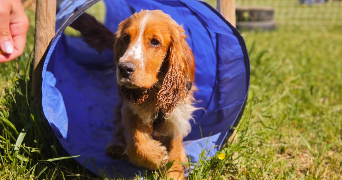 deborah pet sitter à REVENTIN VAUGRIS 38121_1
