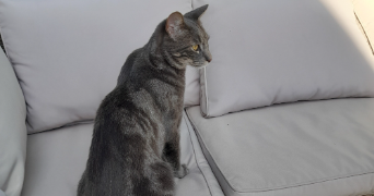 emilie pet sitter à NEUVILLE SUR SARTHE 72190_3