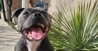 marie-anne dog sitter à ENTRAIGUES SUR LA SORGUE 84320_8