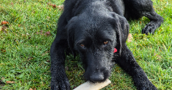 mélanie pet sitter à ST SYLVESTRE 87240_3