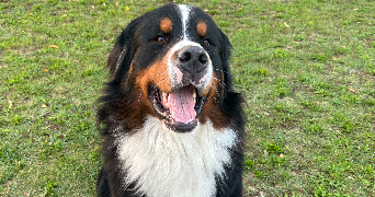 vania pet sitter à JARGEAU 45150_5