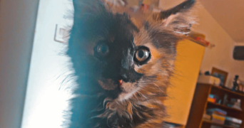 anais pet sitter à ALES 30100_5