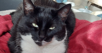 anaïs pet sitter à BURNHAUPT LE HAUT 68520_2