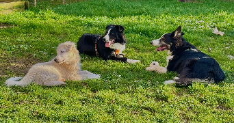 juliette pet sitter à BALLANCOURT SUR ESSONNE 91610_2