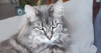 pascaline pet sitter à GRANE 26400_2