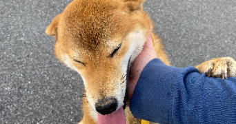 laura dog sitter à MISSILLAC 44780_1