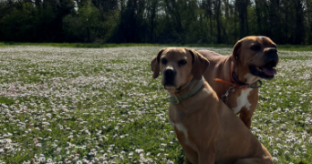 marlène pet sitter à PONTOISE 95300_3