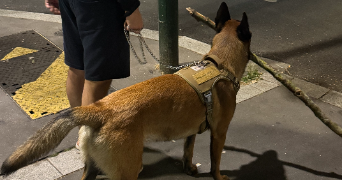 xianli dog sitter à LA GARENNE COLOMBES 92250_5