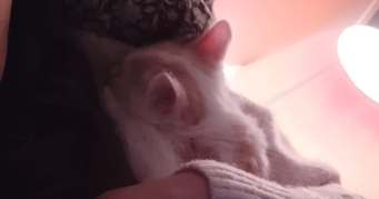 catarina pet sitter à PARIS 04 75004_1