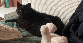 sébastien pet sitter à VILLEBON SUR YVETTE 91140_2