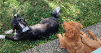 camille pet sitter à Châteauroux 36000_7