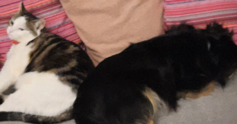 severine pet sitter à CLASVILLE 76450_2