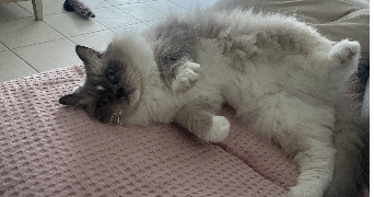 héloise pet sitter à AIZENAY 85190_1
